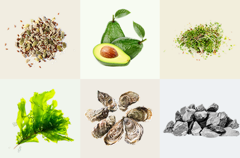Image of ingredients in DailyBasis, nuts, seeds, avocado, sprouts, oysters, seaweed